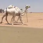 عشرا منتج حدرها قعود