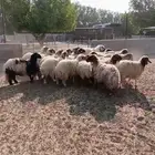 غنم نعيمي للبيع