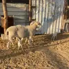 شياه دوربر وفحل