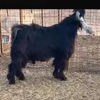 تيس عارضي فحل فاخر