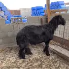 فحل عربي