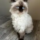 قطة كيوت للتبني