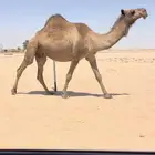 لقحه صفرا