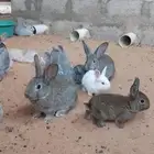 ارانب بلديه اعمار صغيره من شهرين ثلاثه ( الخرج الجويه )