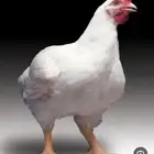 الي يبي بيض لاحم تسمين بيض دجاج مخصب يتواصل معاي