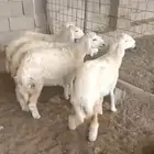 رخال عددها 5