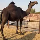 لقحه متلي