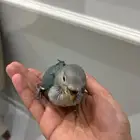 فروخ غر كروان روز