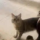 قطوة ضايعة