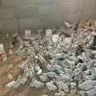 صوص دجاج فيومي