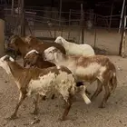 ( تم البيع ) سواكن حمري ضحايا درجه اولى