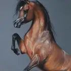 تدريب ركوب الخيل الدوادمي