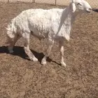 للبيع خروف فحل حرش ثني مشروط