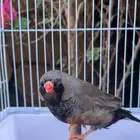 ذكر زيبرا شاركول سوبر جامبو