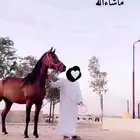 فرس لقاح الموقع عفيف