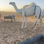 للبيع قعود جده حاكم بن قريع