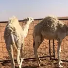 حشو للبيع العدد 3 الي يبيه يتواصل معي وشكرا
