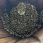 نحل البيع
