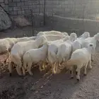 ( تم البيع ) بهم تربيه جبلي رعوي مراح واحد