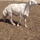 للبيع خروف فحل ثني مشروط طيب وانتاجه طيب