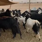 معزا دفيع وحصيب