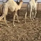 قعودين وبكره