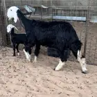 شياه نجد مواليد