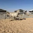 مهره شعبيه حفيدة يافع الخالد