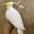 مفقود كوكاتو سلفر حي النفل