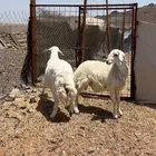 خرفان ذبايح