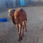 للبيع حاشي ضيار عمره 3 شهور