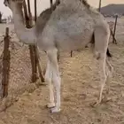 قعود لباني على الحليب
