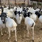 السلام عليكم طليان و تيوس جذعان شرط .