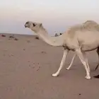 للبيع عشرا تحتها بكره