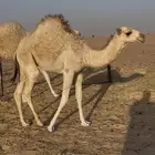 حاشي طيب