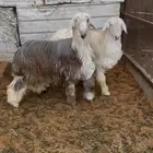 طليان نجد طيبة بالحيل