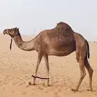 هجن لقحه علا حراق الامير تركي