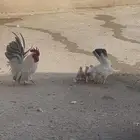 دجاج جبانيز معه اربع فروخ