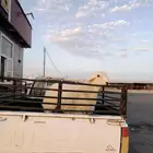 طلي جذع سمين ونظيف