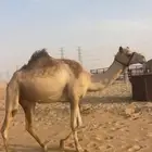 هجن لقحه كفو ومنتج سابقه بنتها قبل شهر في السيح وعاد