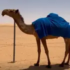 بكره شعله لقيه