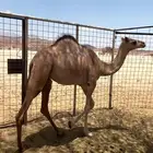 بكره للبيع
