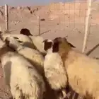 للبيع خرفان