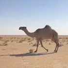 نياق البيع وحده شعل وحده صفرا ضرايب