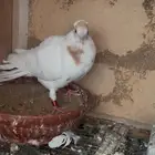 حمام صنعاوي صنعاني