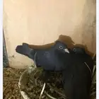 صنعاني تشريبه وكرست أحجام صغيره