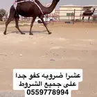 للبيع ضروبه كفو