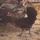 طقمين سيافي عربي اصيل ترثه