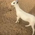 للبيع جفره بيشيه