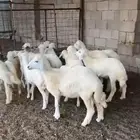 بهم العدد 16طليان ورخال